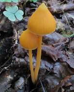 Image of Entoloma quadratum (Berk. & M. A. Curtis) E. Horak 1976