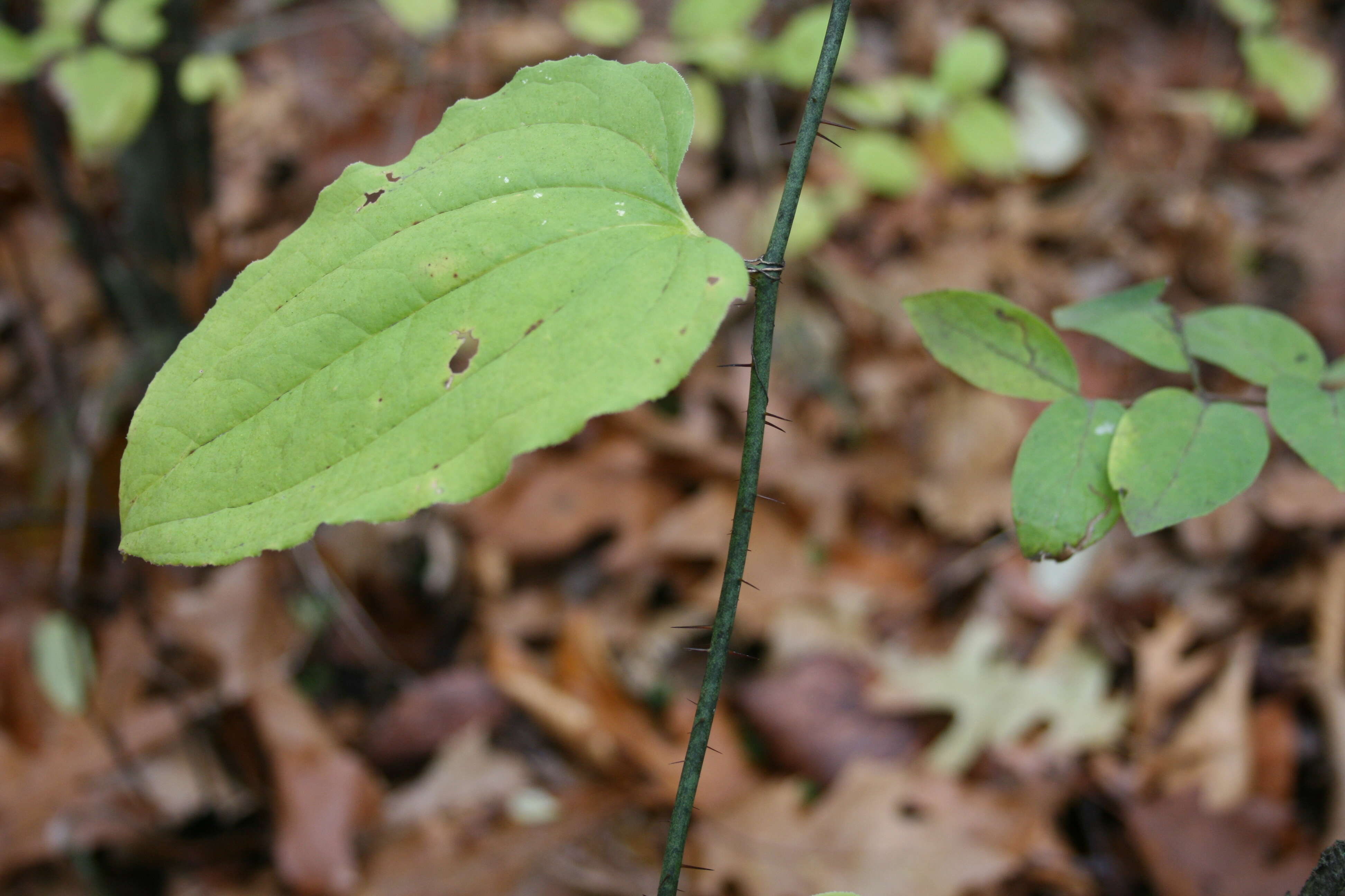 Image of bristly greenbrier