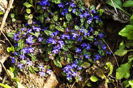 Слика од Ajuga decumbens Thunb.