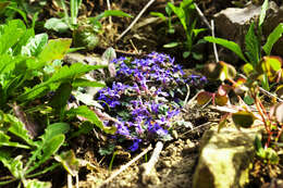 Слика од Ajuga decumbens Thunb.