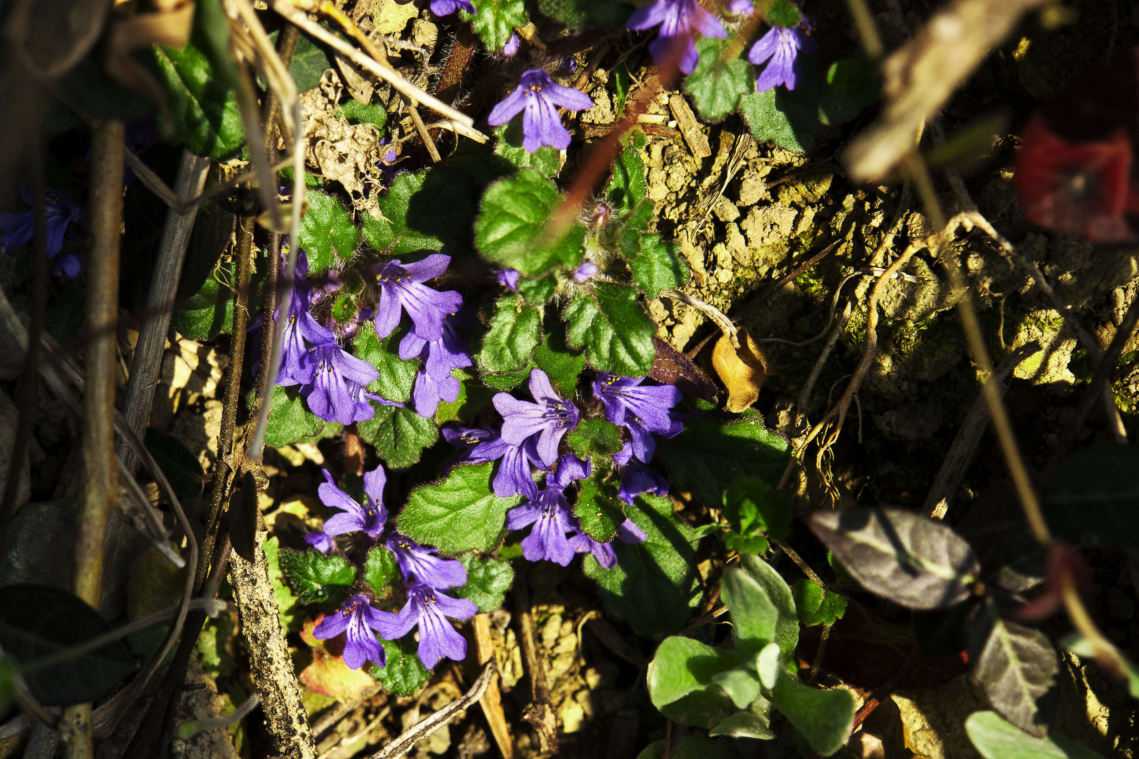 Слика од Ajuga decumbens Thunb.