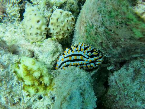 Image of Lumpy black bluegrey orange slug