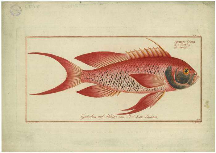 Plancia ëd Anthias anthias (Linnaeus 1758)