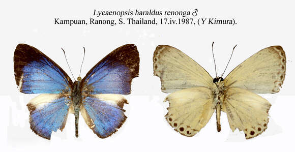 Sivun Lycaenopsis haraldus (Fabricius 1787) kuva