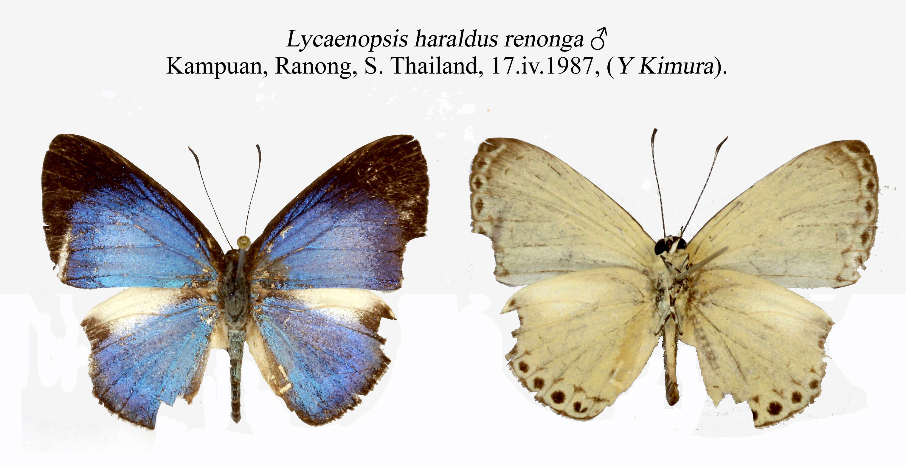 Image of Lycaenopsis haraldus (Fabricius 1787)