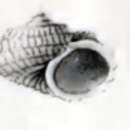 Image of Cyclostrema ocrinium Melvill & Standen 1901