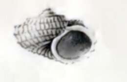 Image de Cyclostrema ocrinium Melvill & Standen 1901