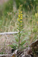 صورة Solidago hispida Muhl. ex Willd.