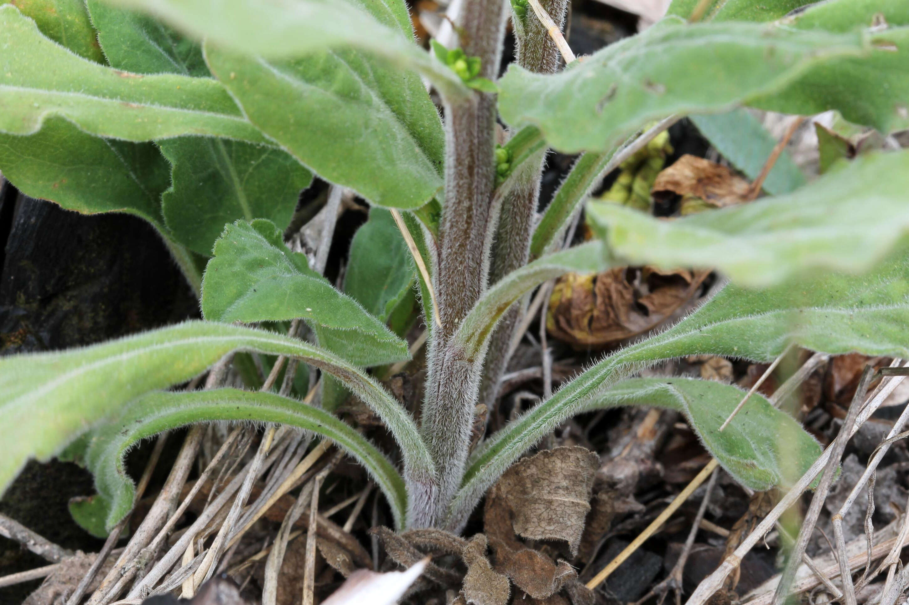 صورة Solidago hispida Muhl. ex Willd.