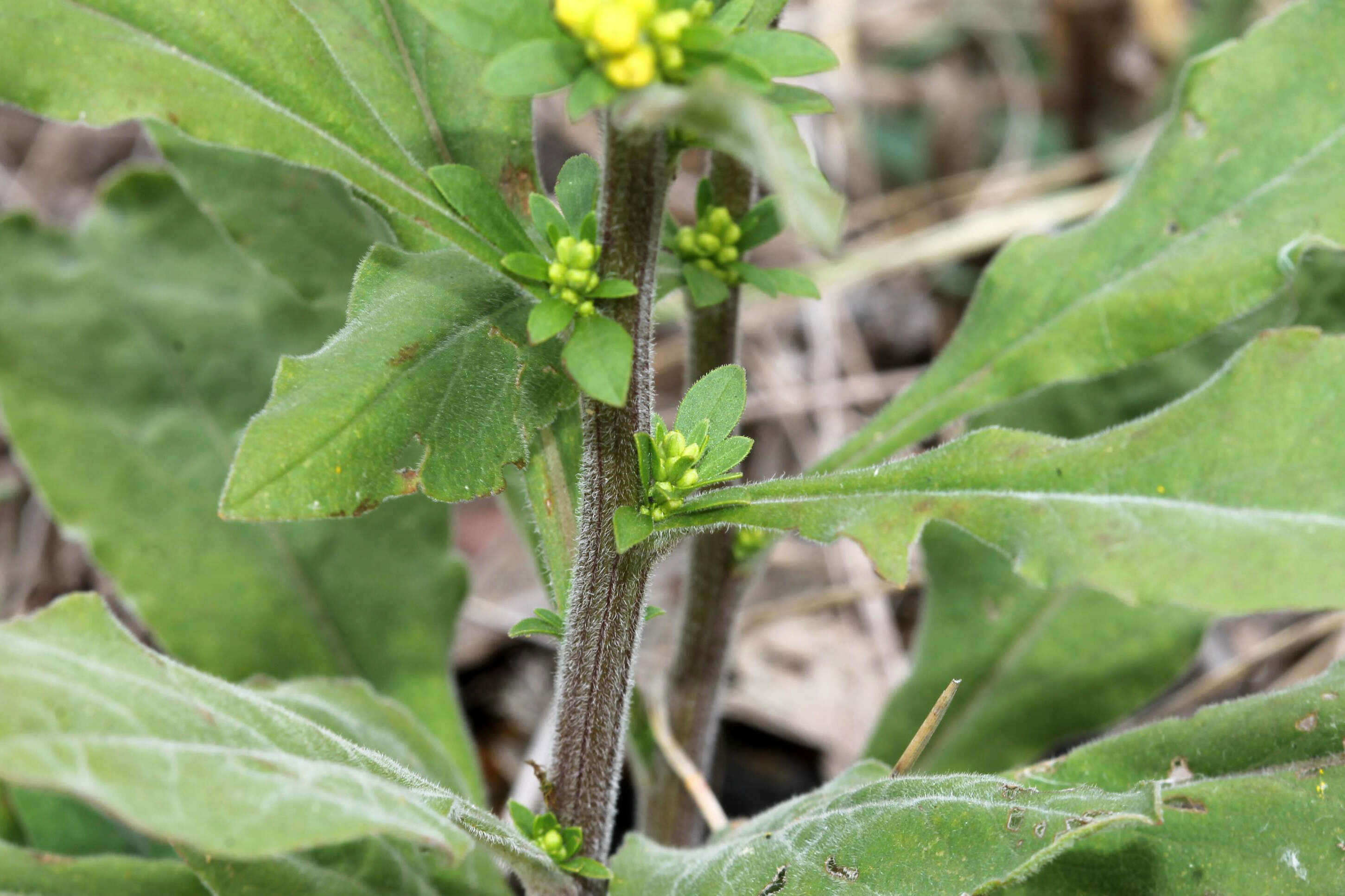 صورة Solidago hispida Muhl. ex Willd.