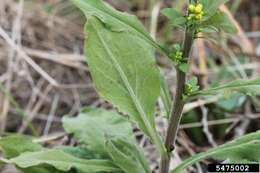 صورة Solidago hispida Muhl. ex Willd.