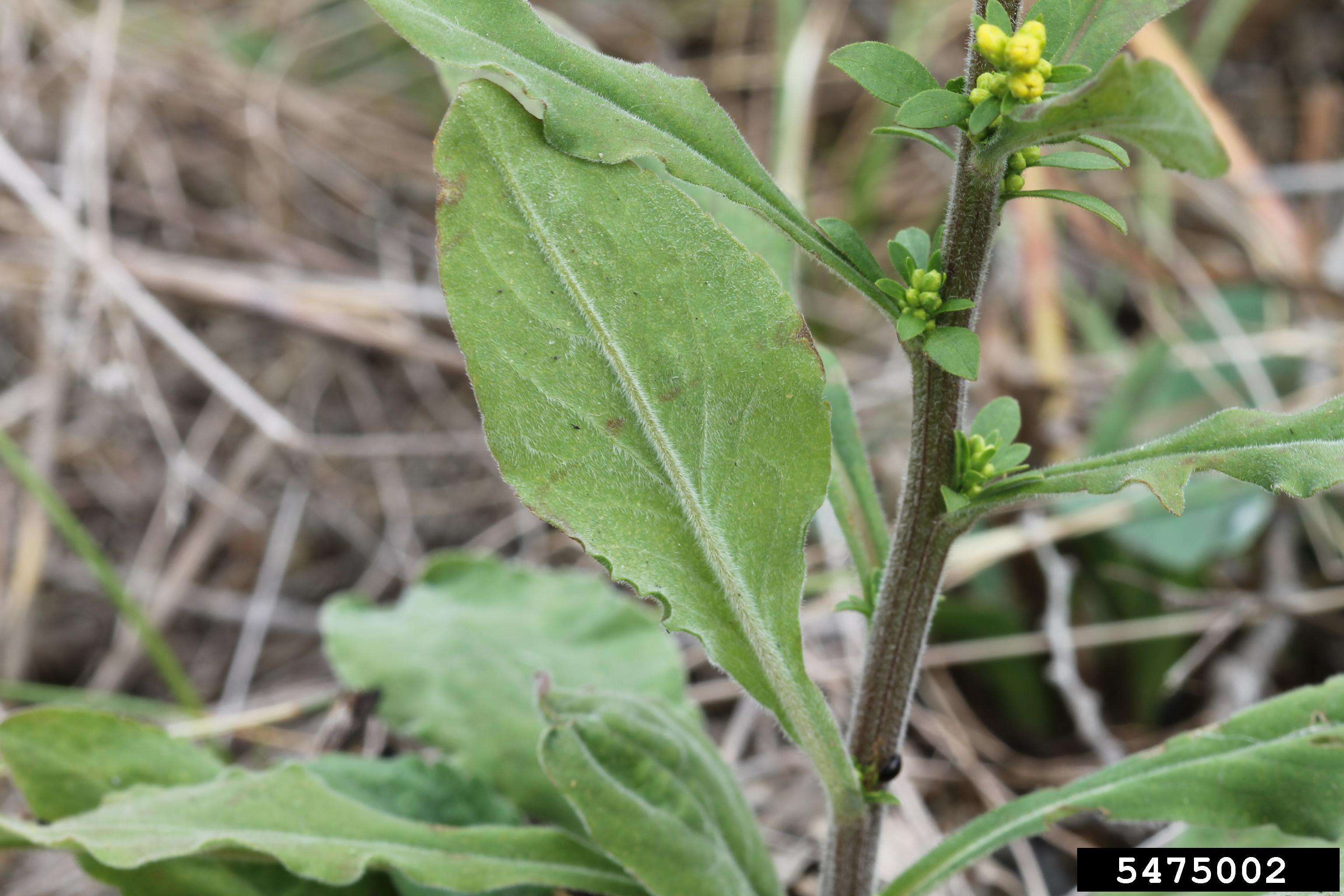 صورة Solidago hispida Muhl. ex Willd.