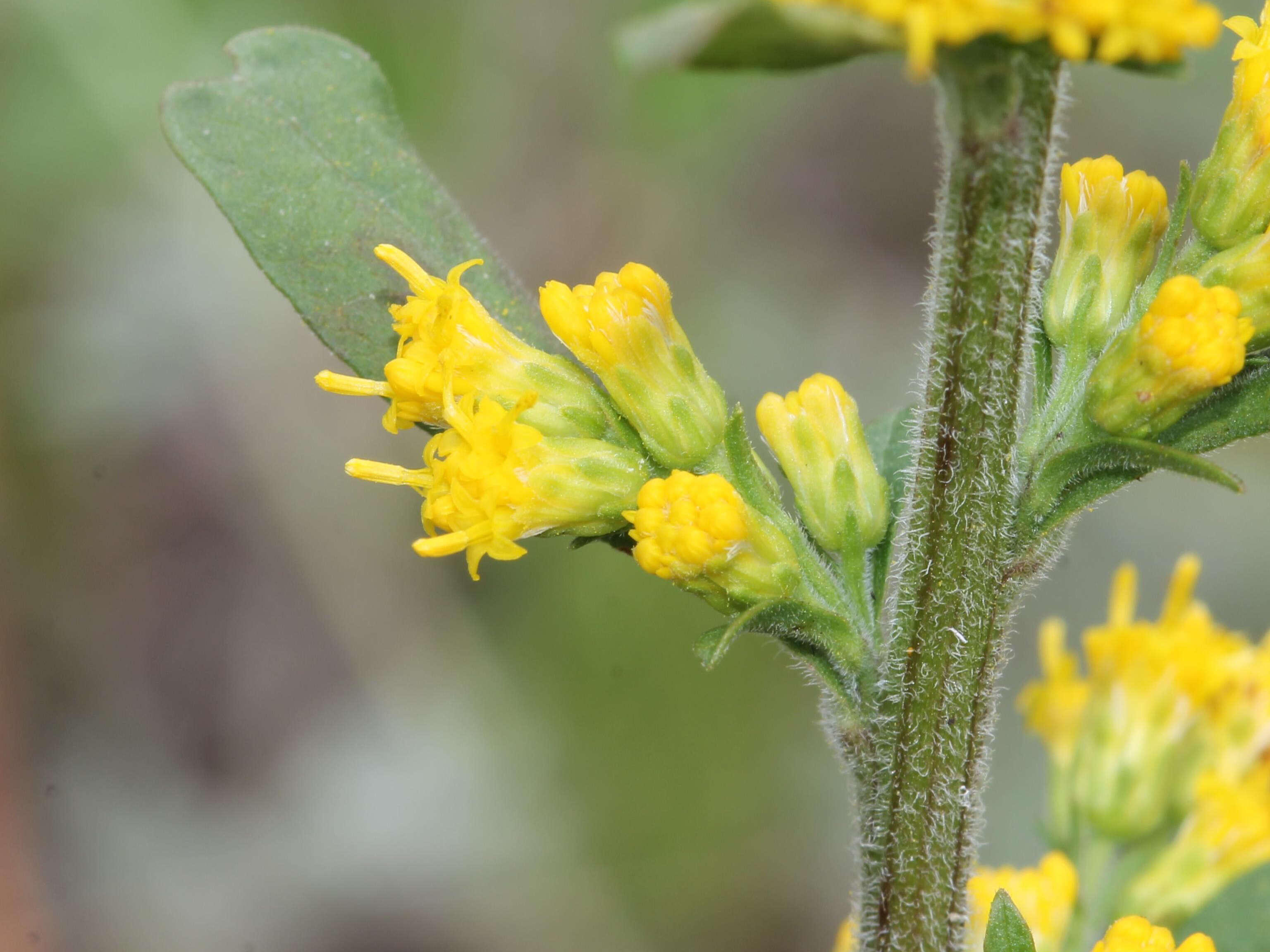 صورة Solidago hispida Muhl. ex Willd.