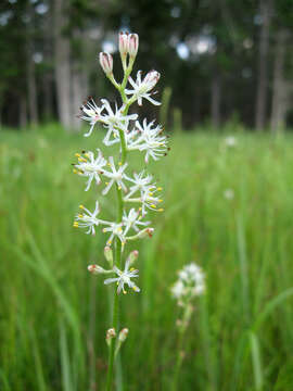 Image of coastal false asphodel