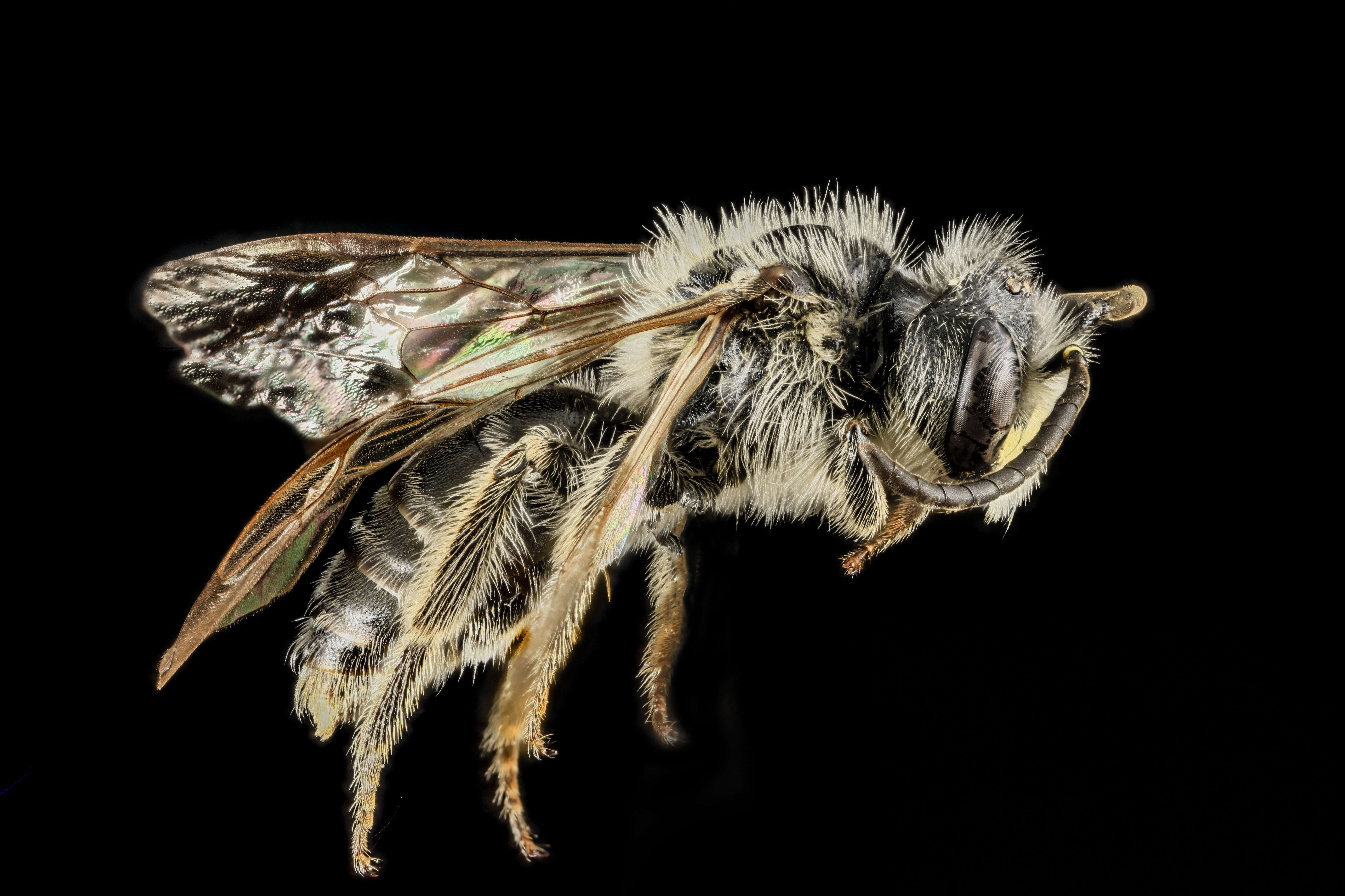 Image of Cresson's Andrena