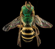 صورة Agapostemon sericeus (Förster 1771)