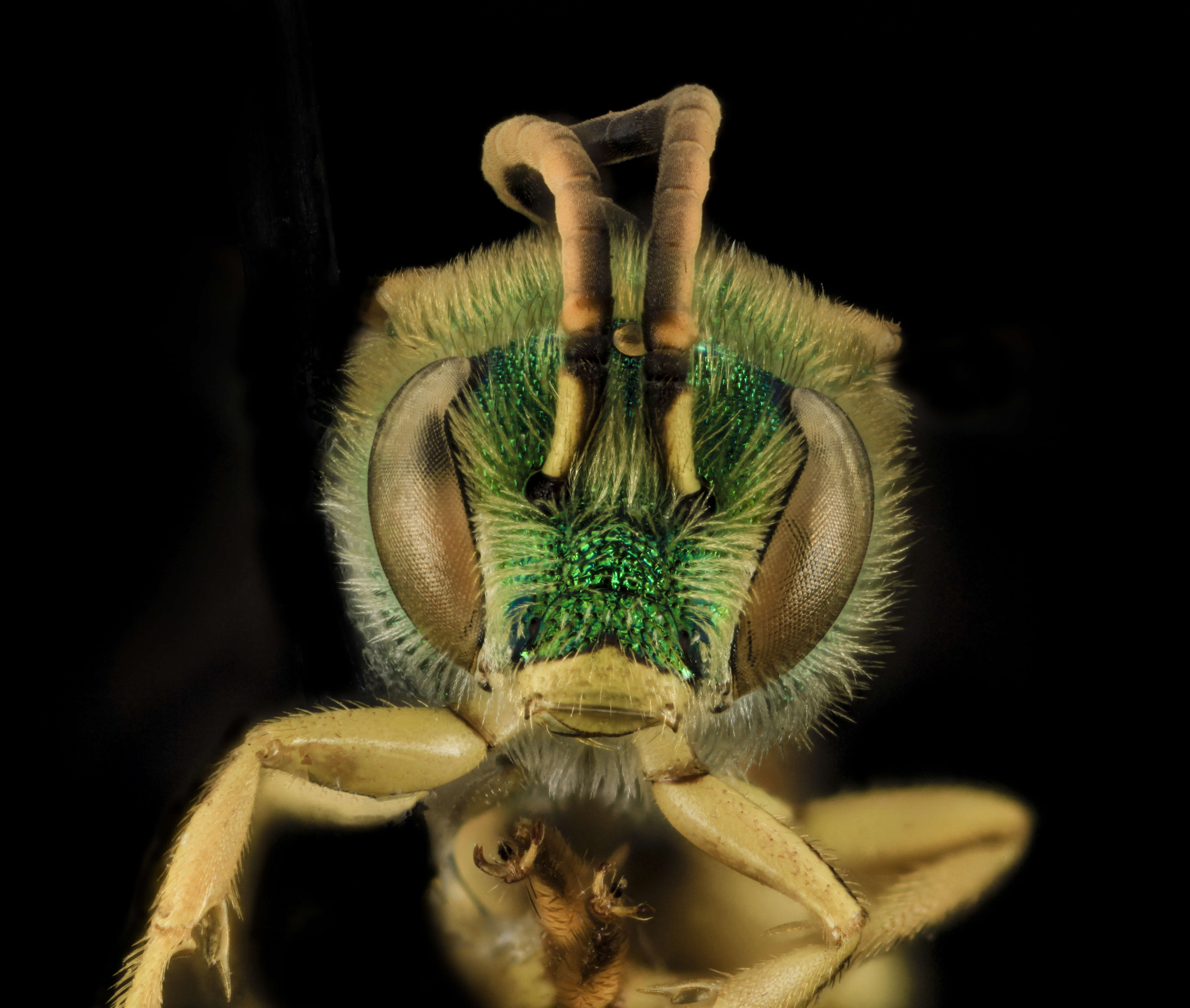 صورة Agapostemon sericeus (Förster 1771)