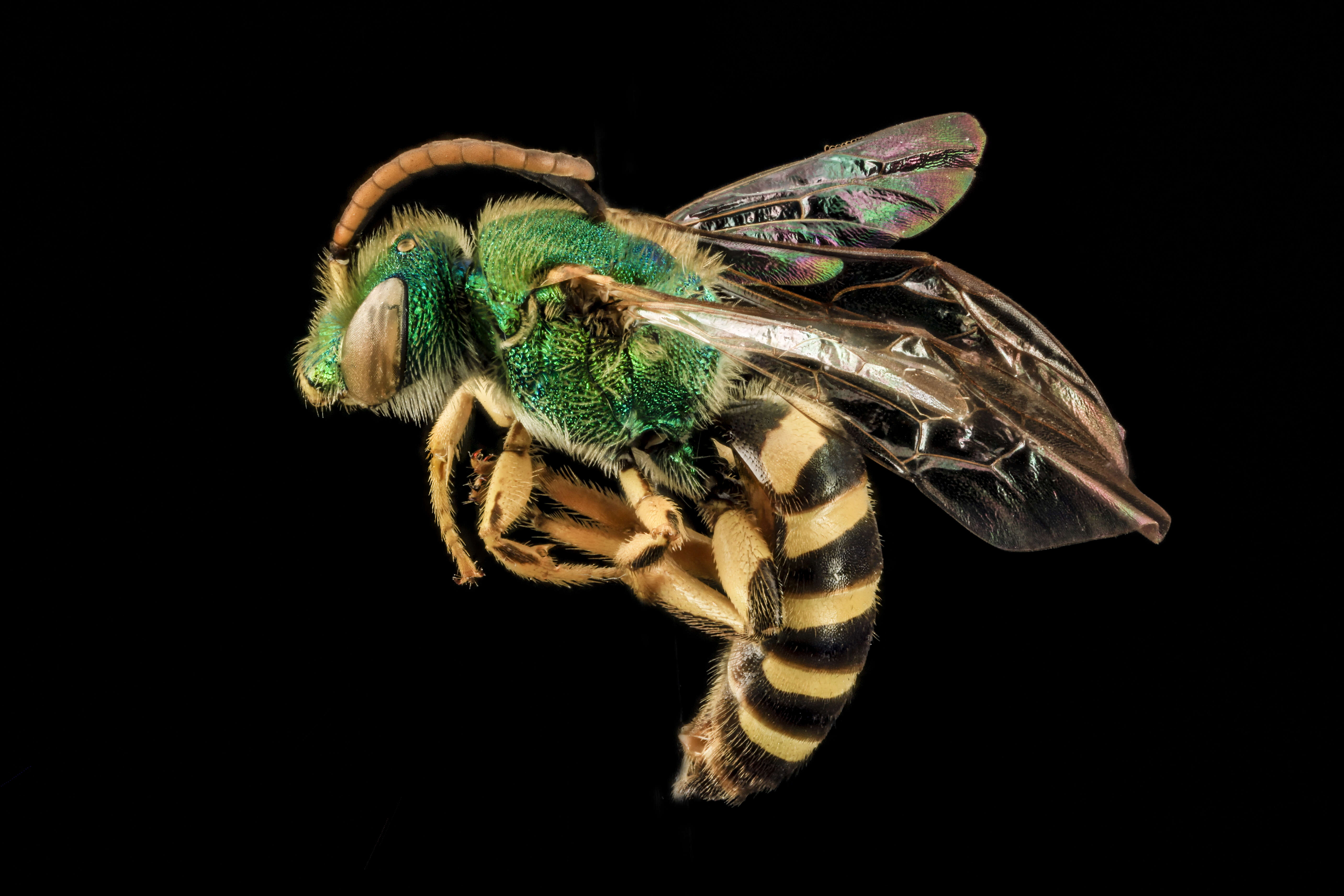 صورة Agapostemon sericeus (Förster 1771)