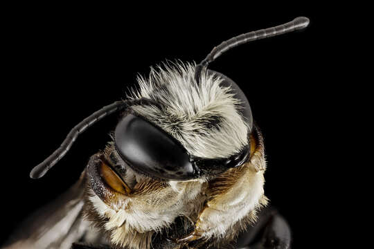 Image of Carpenter-mimic Leaf-cutter Bee