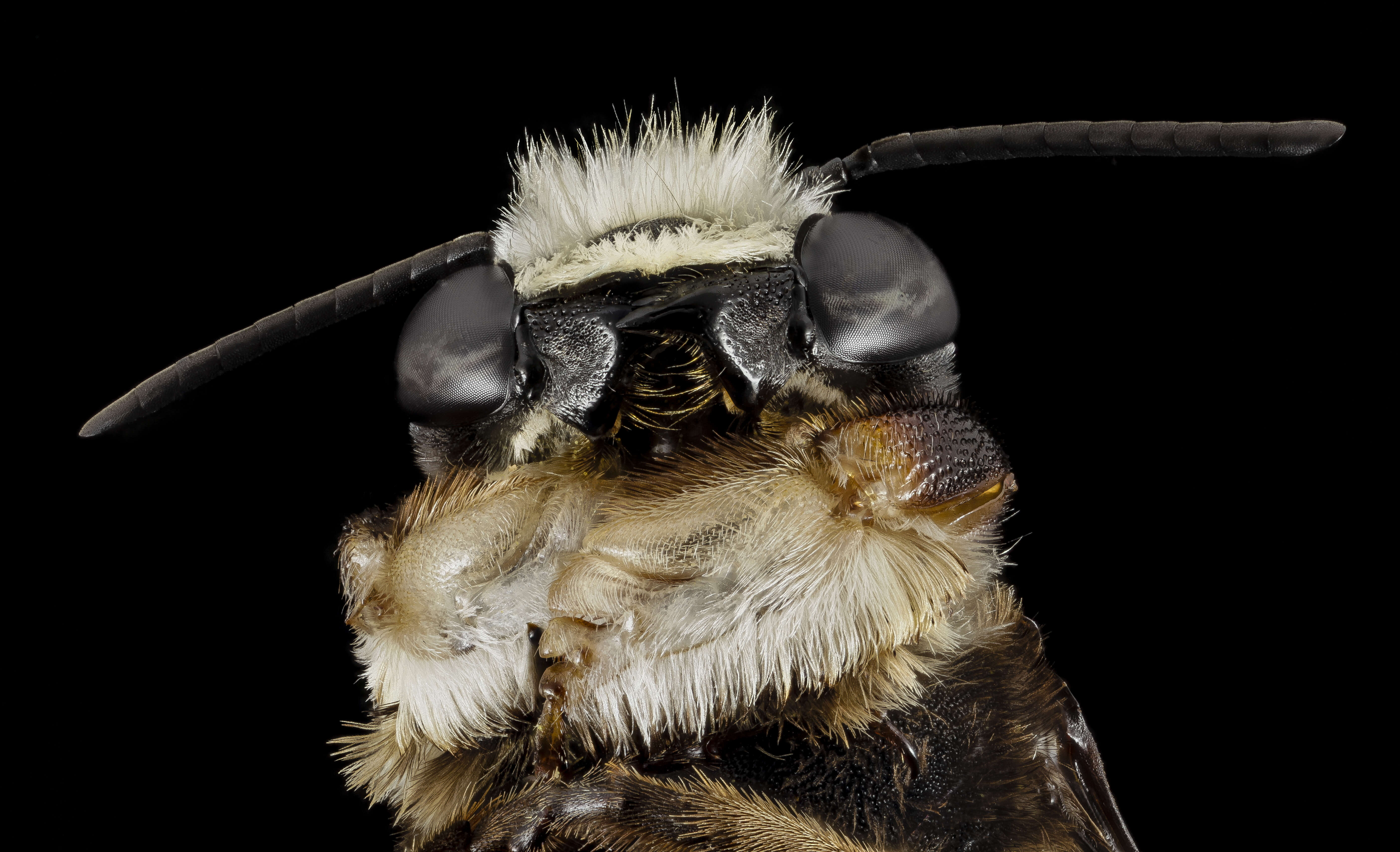 Image of Carpenter-mimic Leaf-cutter Bee