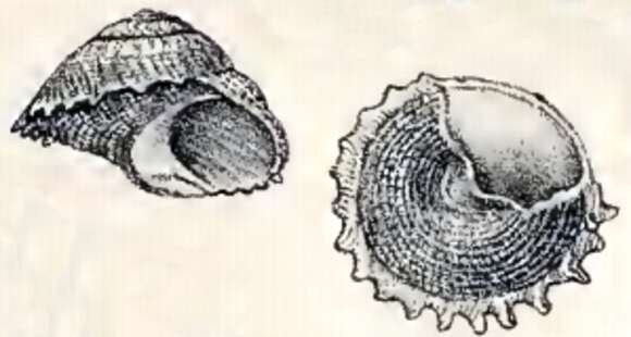 Image of Astralium heimburgi (Dunker 1882)