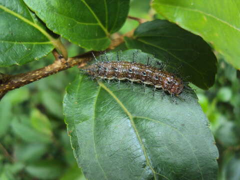 Image of Flacourtia montana J. Grah.