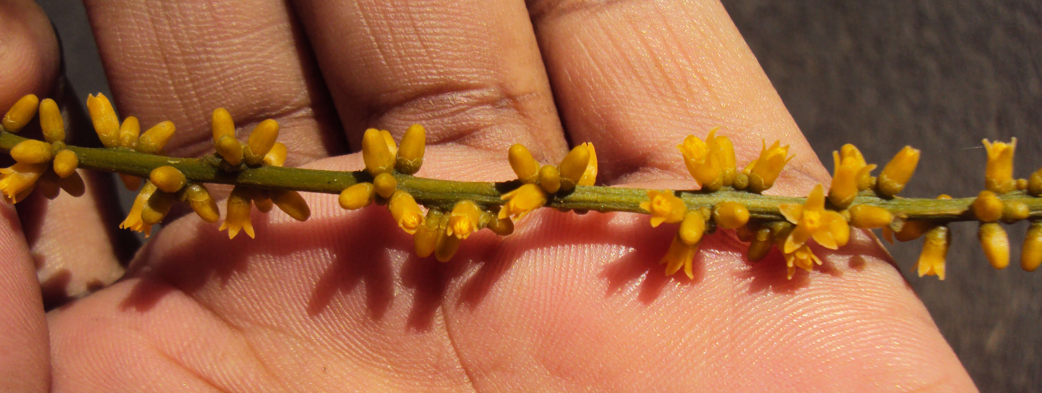 Image of Sarcostigma kleinii Wight & Arn.