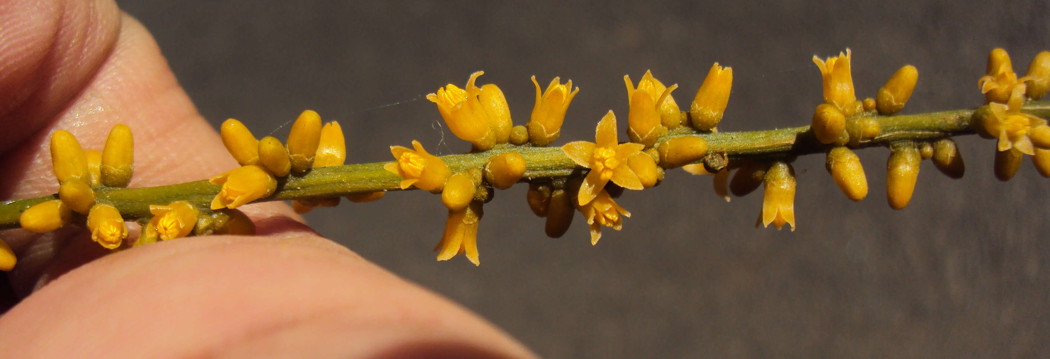 Image of Sarcostigma kleinii Wight & Arn.