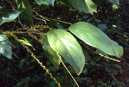 Image of Sarcostigma kleinii Wight & Arn.