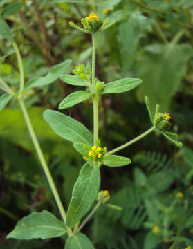 صورة Sigesbeckia orientalis L.