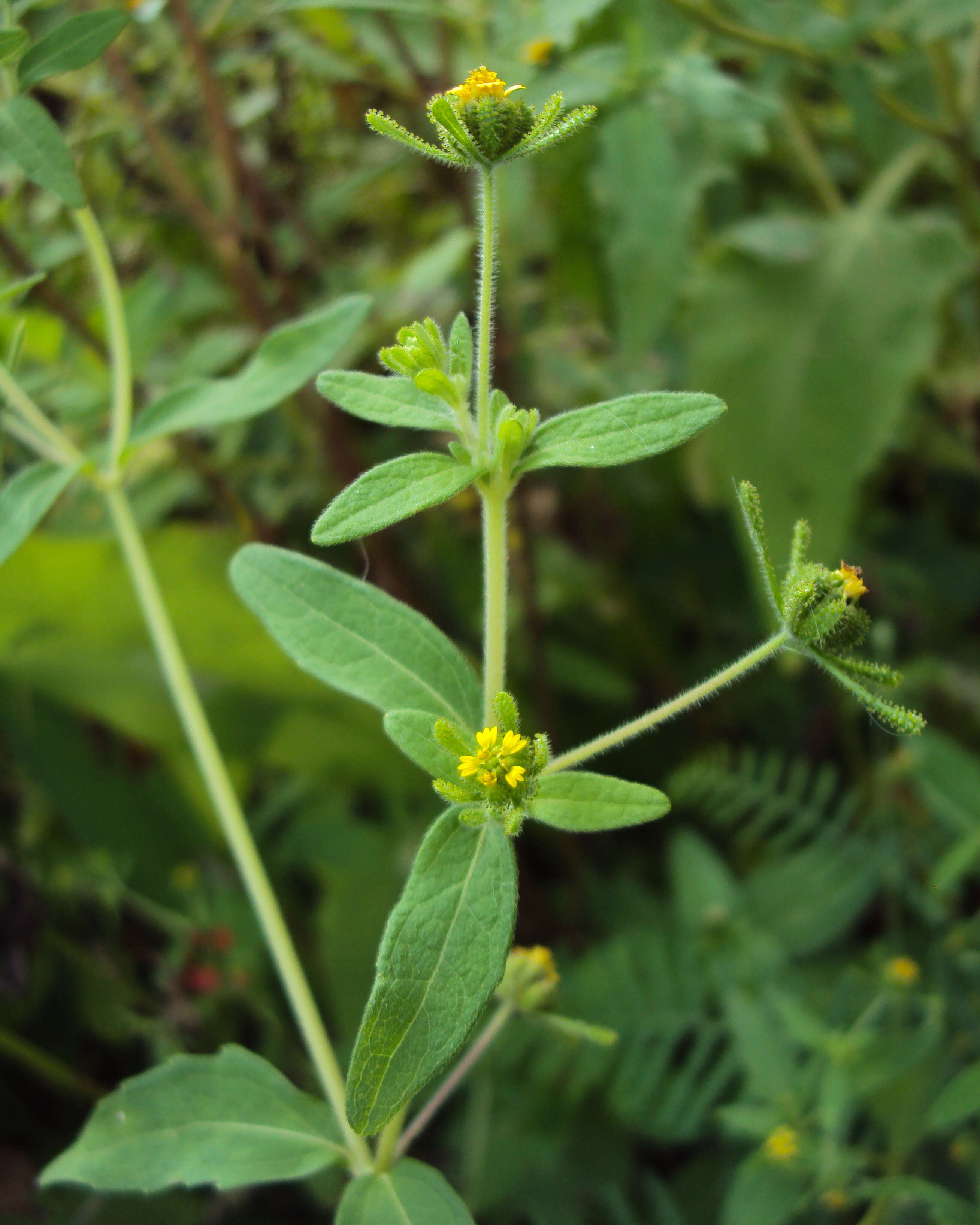 Image of common St. Paul's wort