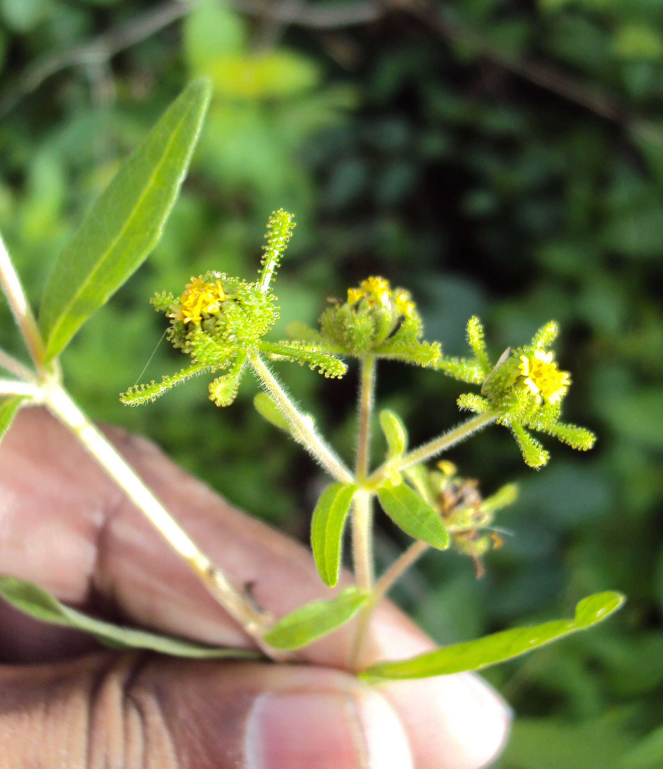 Image of common St. Paul's wort