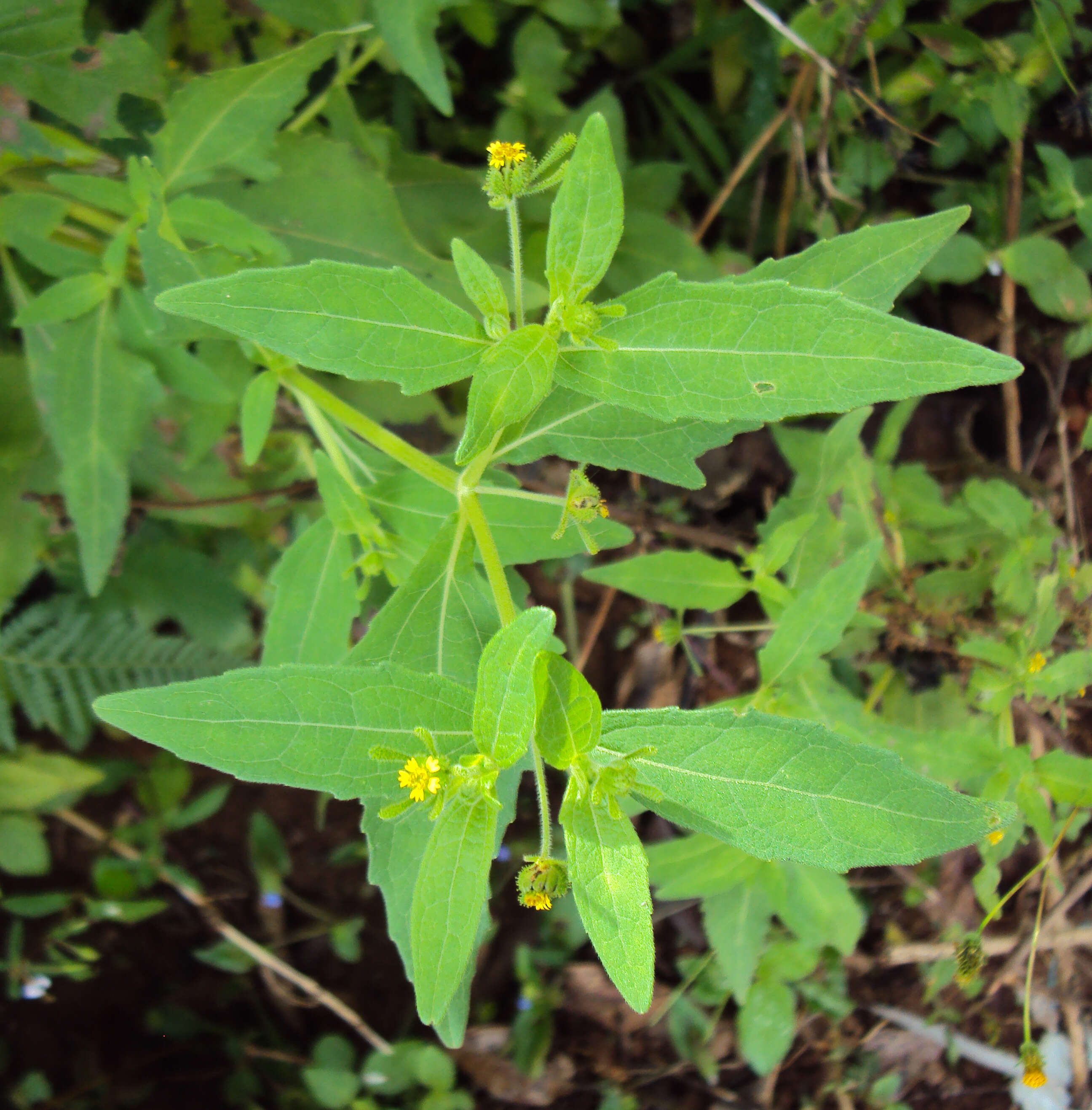 Image of common St. Paul's wort