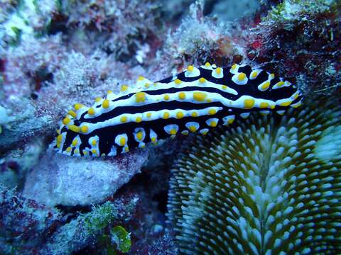 Image of Lumpy black bluegrey orange slug