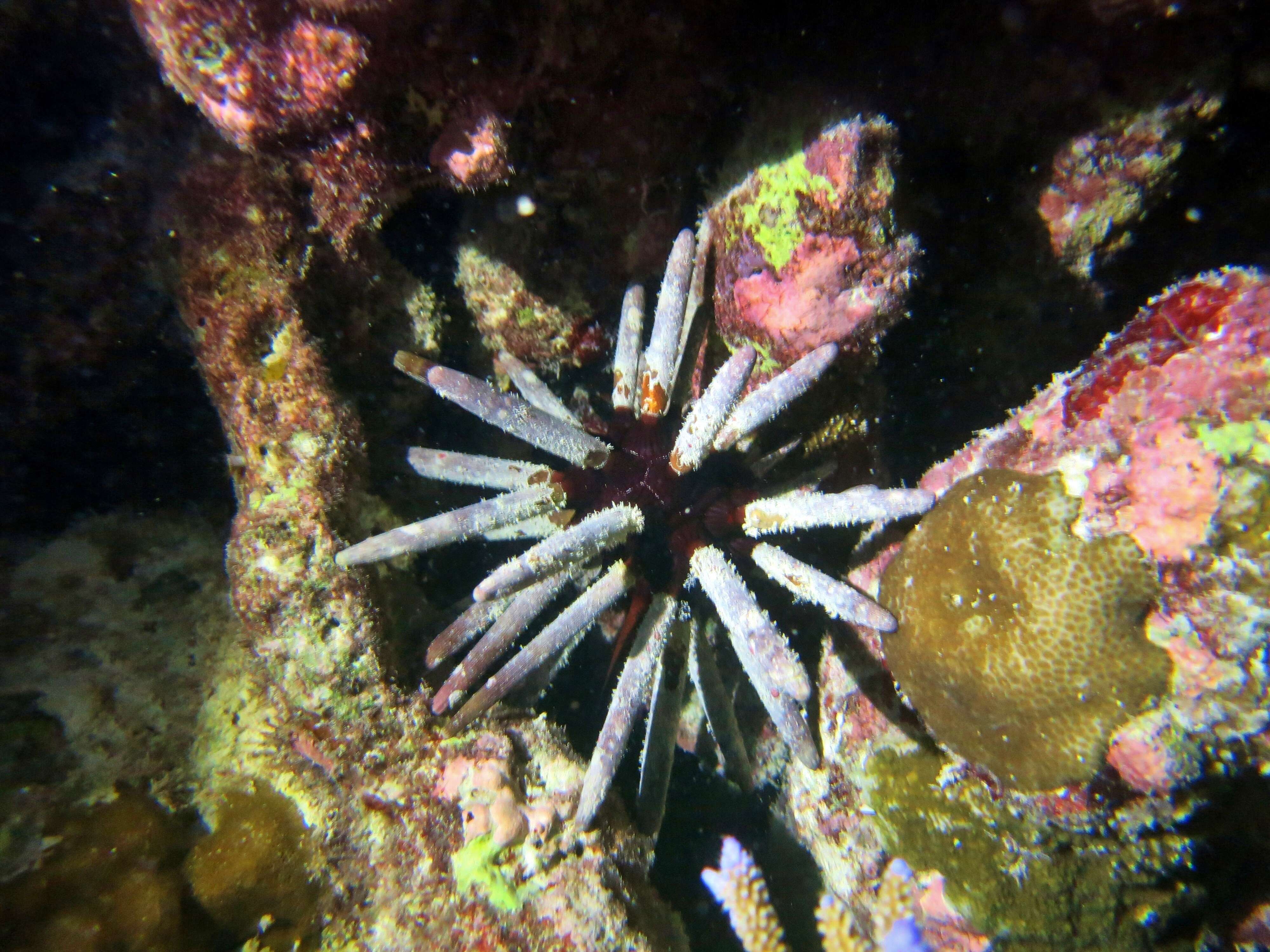 Image of Imperial urchin