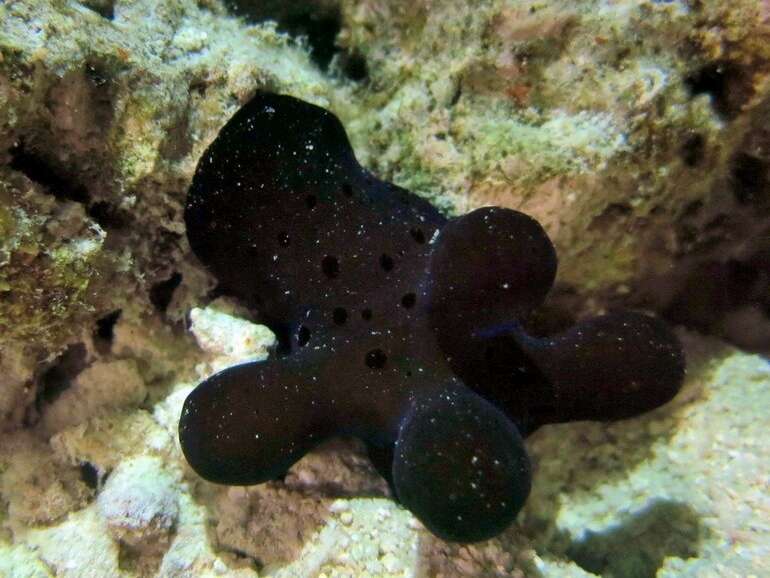 Image of Maldives sponge snail