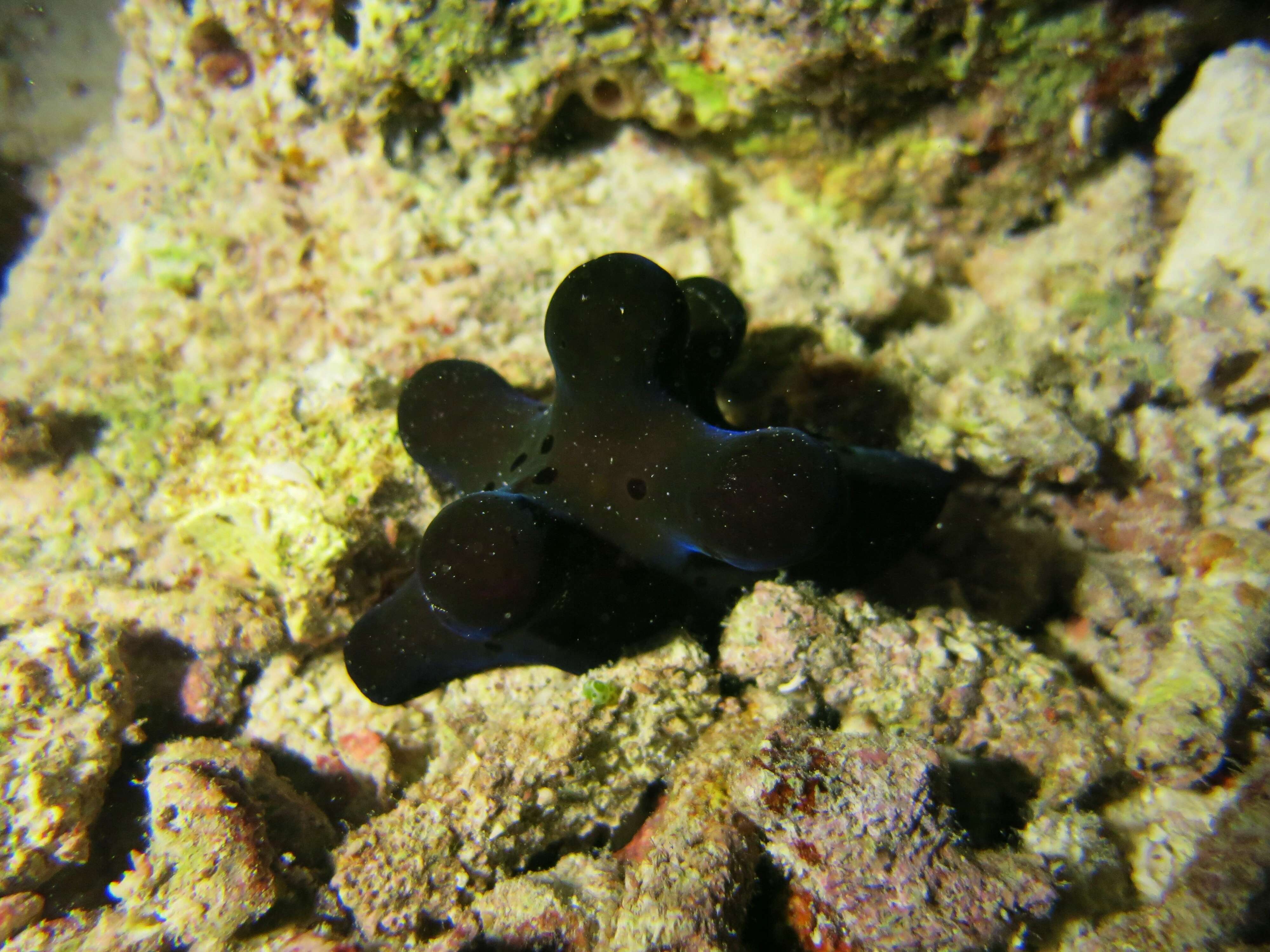 Image of Maldives sponge snail