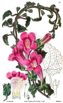 Image of Lophospermum erubescens