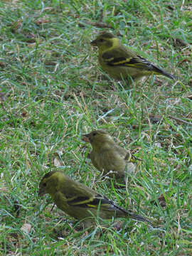 Image of Black-chinned Siskin