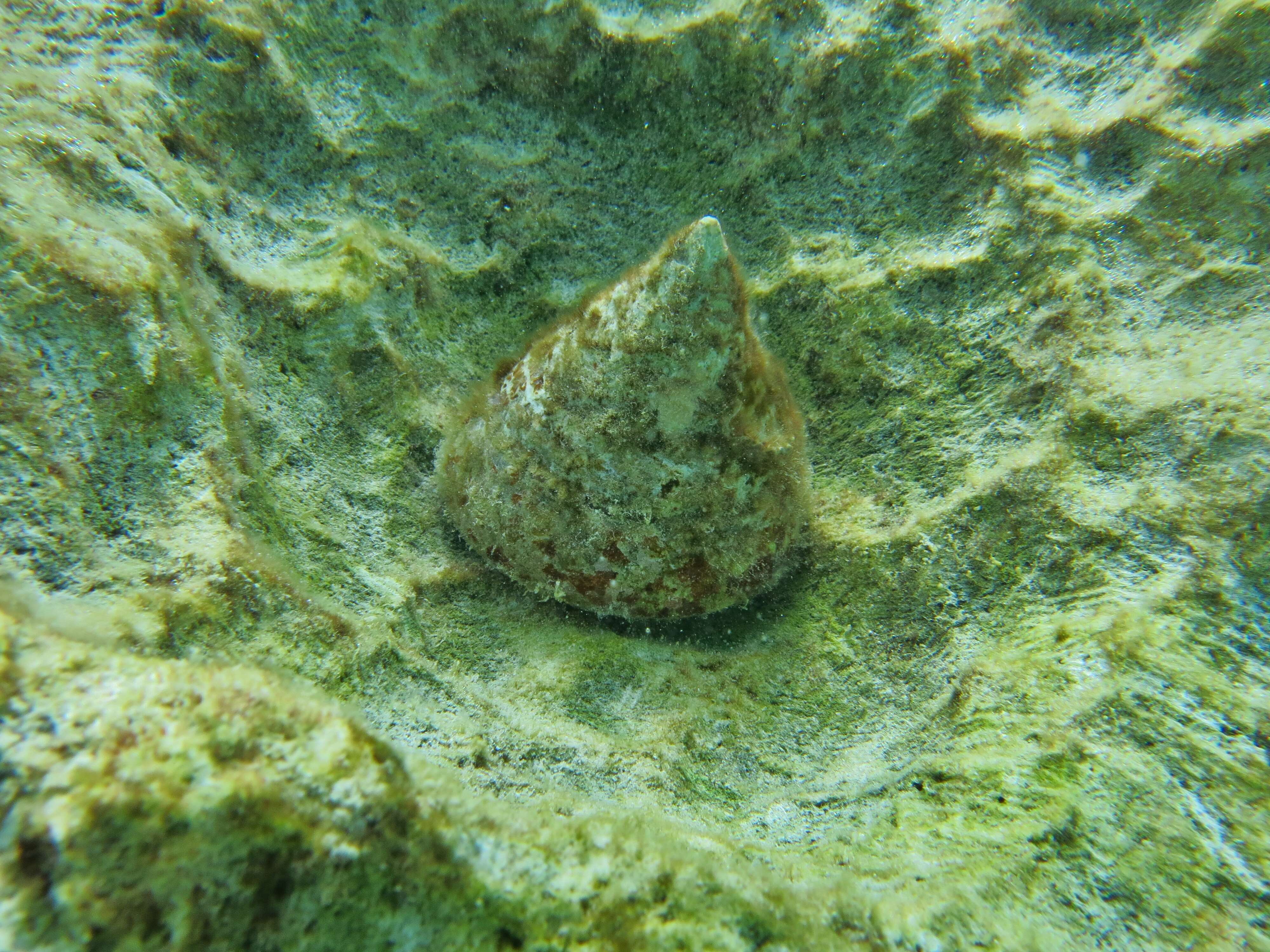 Image of maculated top shell