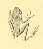 Image of Nyctixalus pictus (Peters 1871)