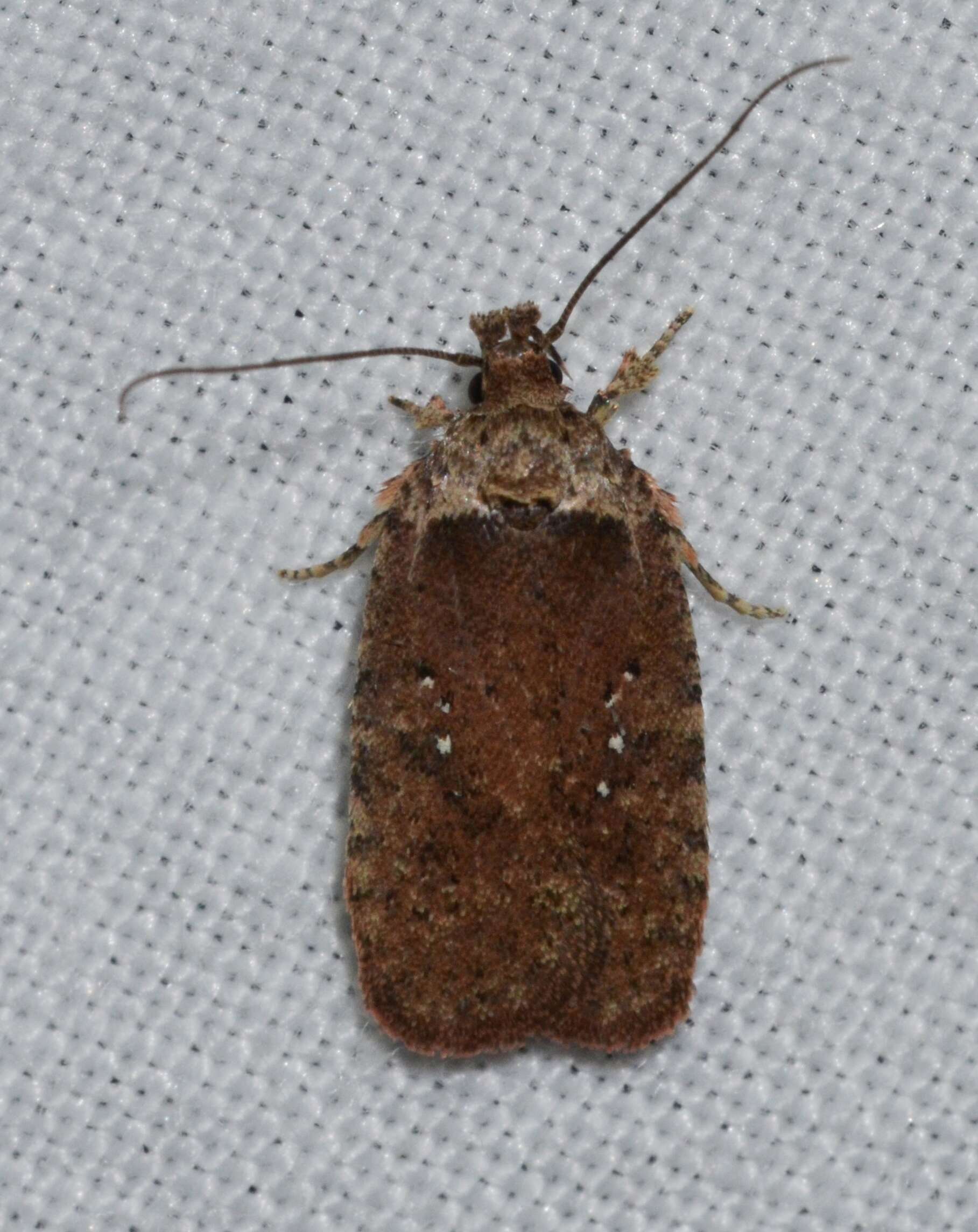 Image of Agonopterix clemensella Chambers 1876