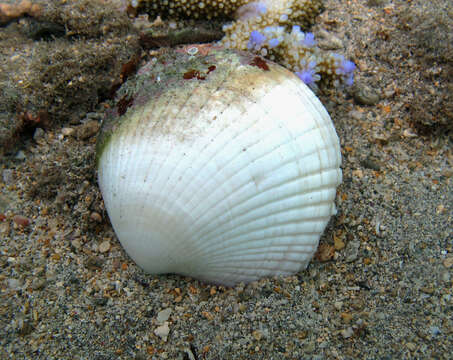 Image of Codakia punctata (Linnaeus 1758)