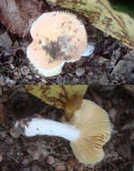 صورة Russula risigallina (Batsch) Sacc. 1915