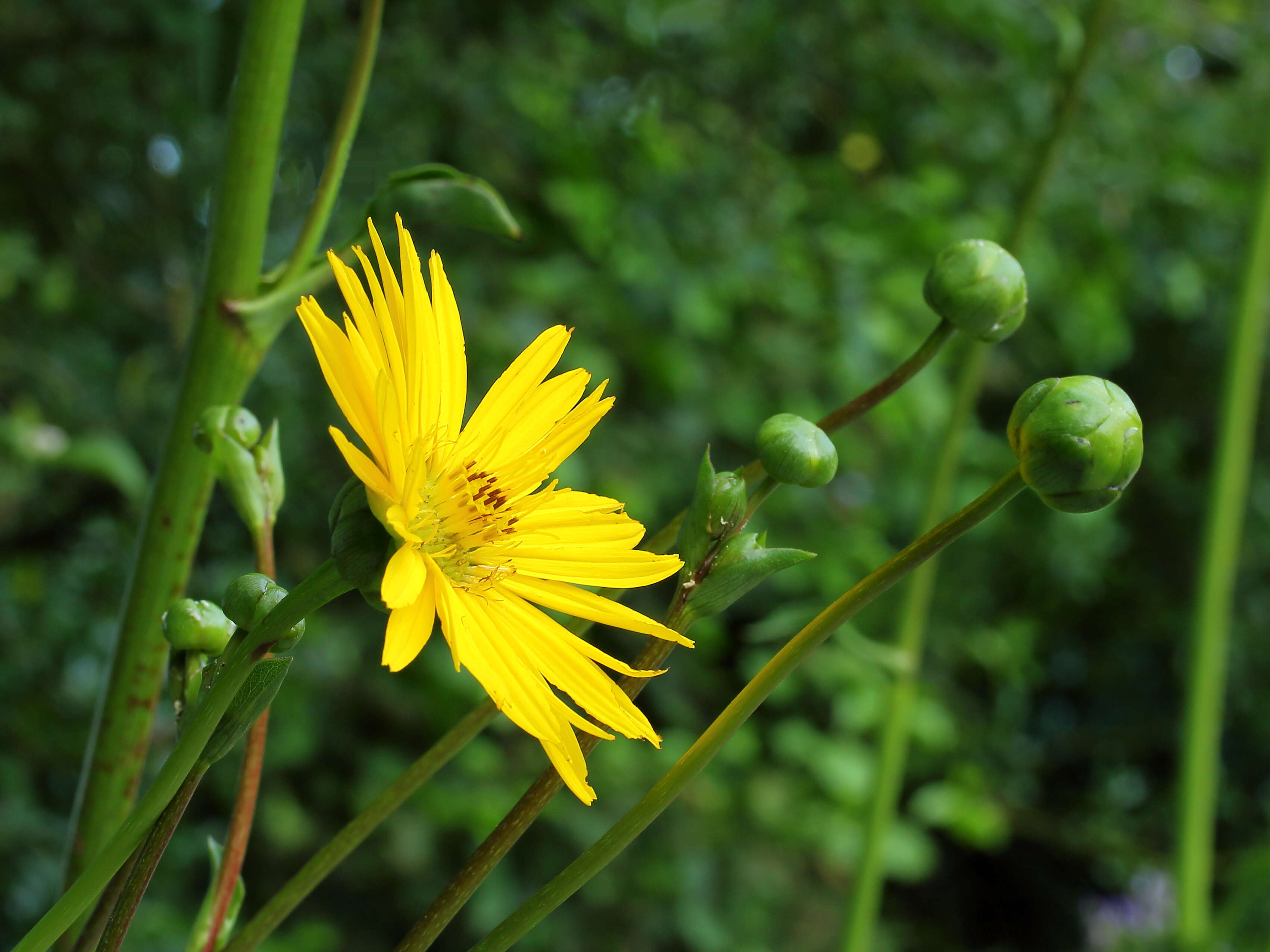 Silphium terebinthinaceum Jacq. resmi