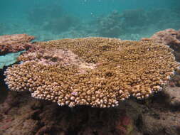 Image of Brush Coral