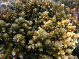 Image of Staghorn coral