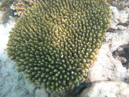 Plancia ëd Acropora millepora (Ehrenberg 1834)