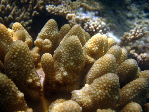 Image of Staghorn coral