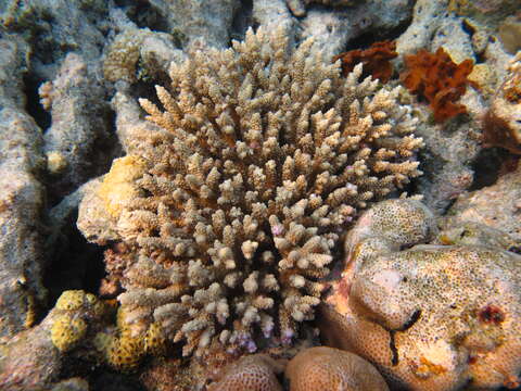 Image of Staghorn coral